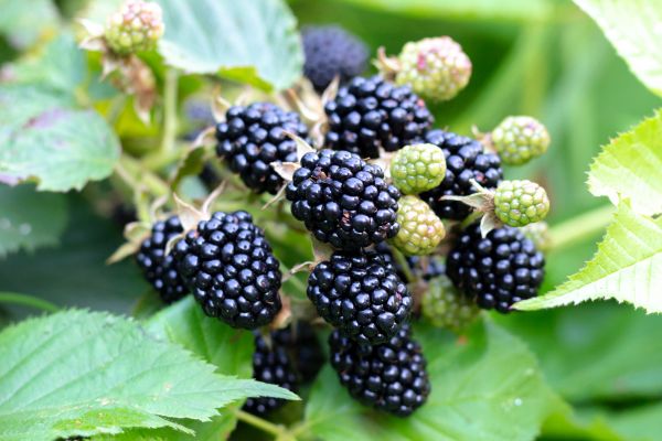 Blackberry Bush Removal in Yuba City