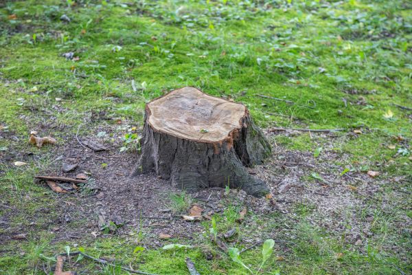 Bush Stump Removal in Yuba City