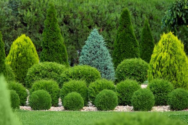 Bush Trimming Service in Yuba City