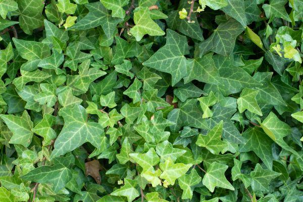 English Ivy Removal in Yuba City