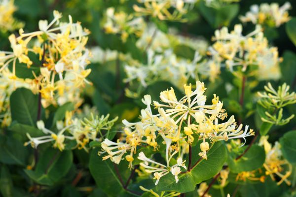 Honeysuckle Removal in Yuba City