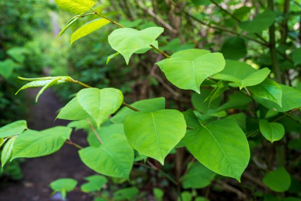 Invasive Plant Removal in Yuba City