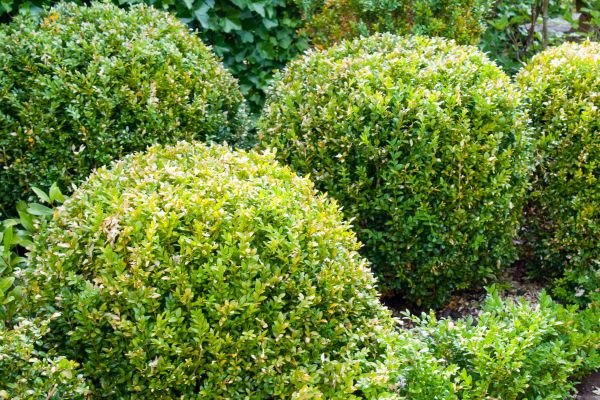 Landscape Trimming Service in Yuba City