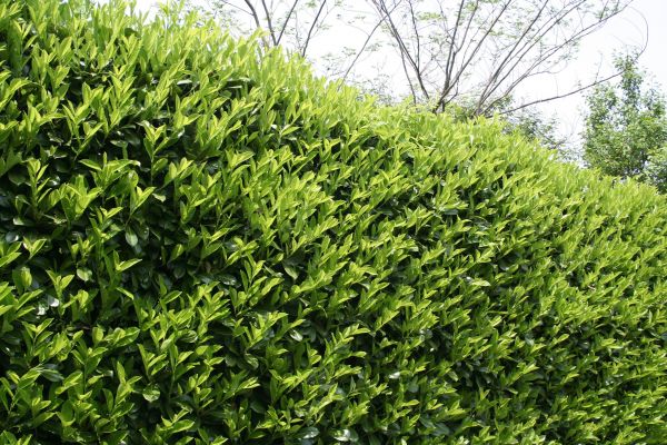 Laurel Removal in Yuba City