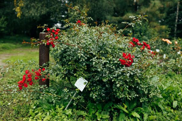 Rose Bush Removal in Yuba City