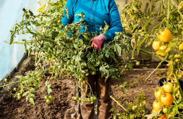 Garden Plant Removal in Yuba City
