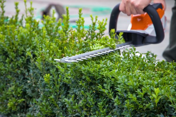 Hedge Shearing in Yuba City