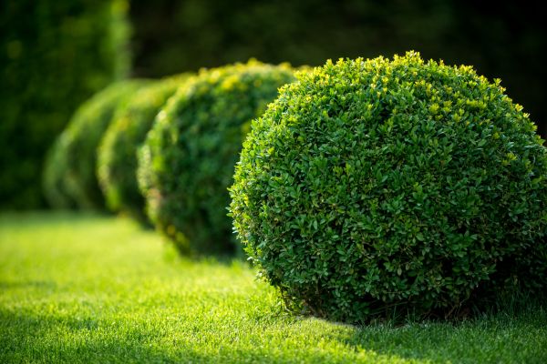 Bush Pruning in Yuba City