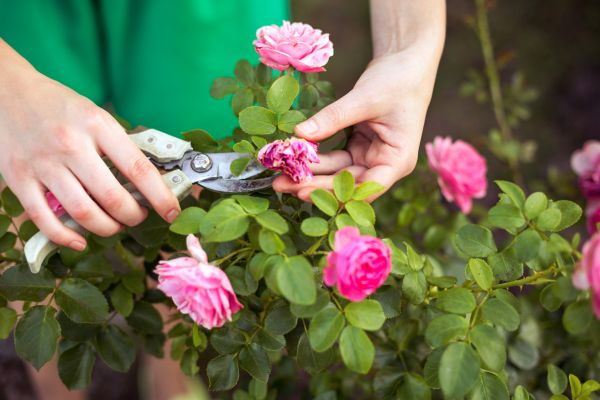 Rose Shearing in Yuba City