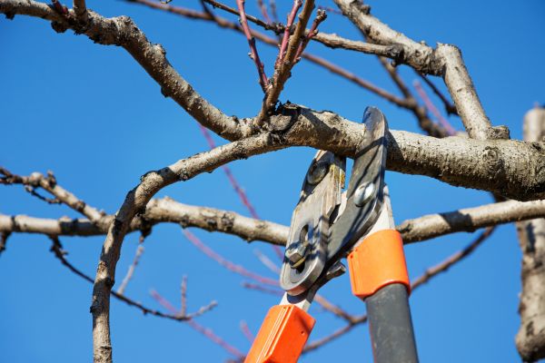 Selective Pruning in Yuba City