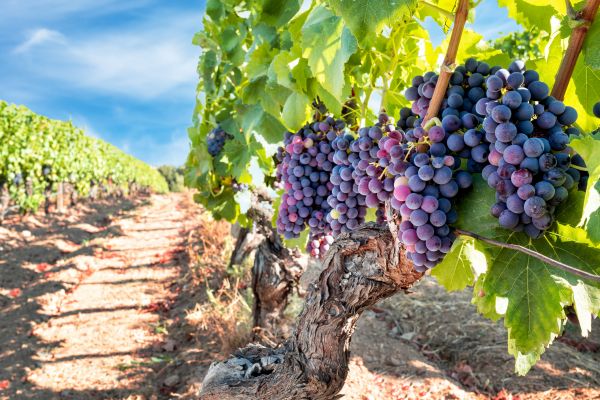 Grapevine Pruning in Yuba City