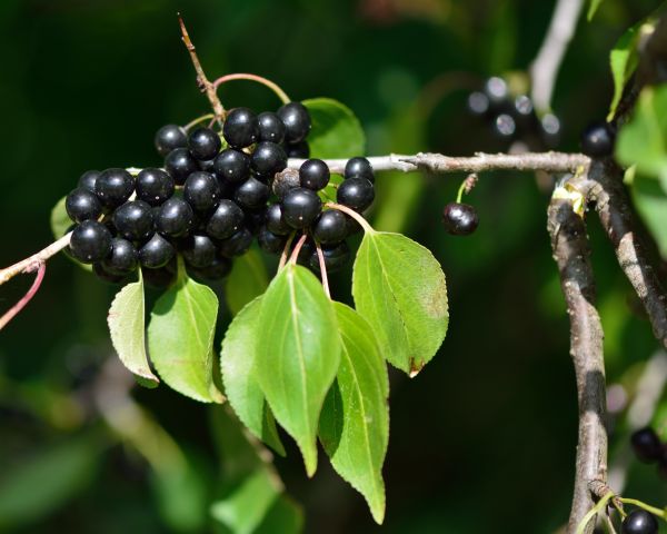Buckthorn Removal in Yuba City