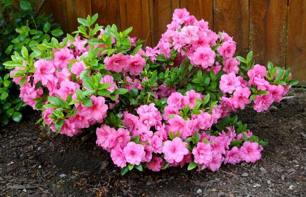 Azaleas Removal in Yuba City