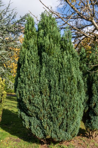Juniper Trimming in Yuba City