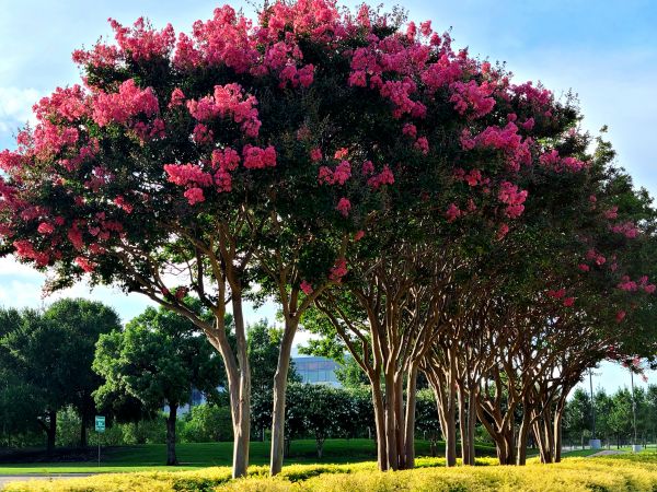 Crepe Myrtle Pruning in Yuba City