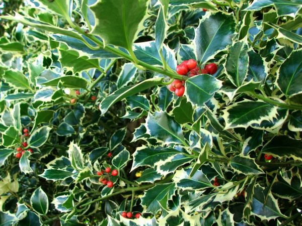 Holly Bushes Trimming in Yuba City
