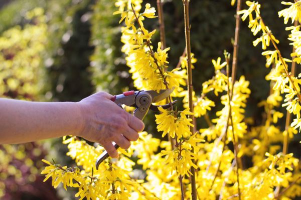Forsythia Pruning in Yuba City