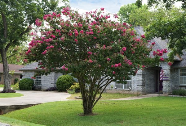 Crepe Myrtle Trimming in Yuba City