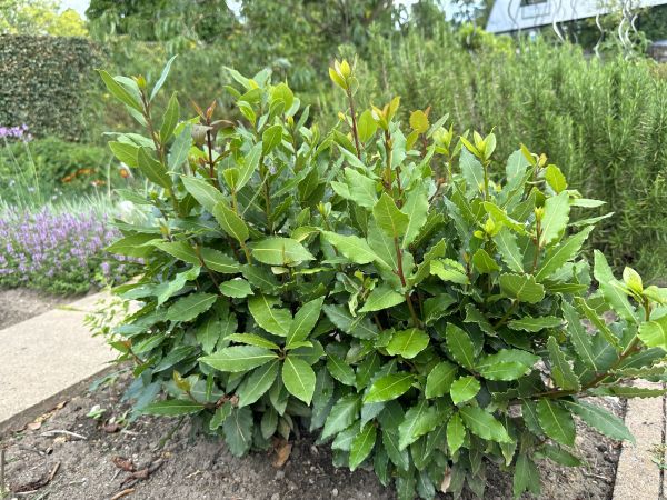 Laurel Hedge Removal in Yuba City