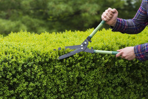 Evergreen Shrub Pruning in Yuba City