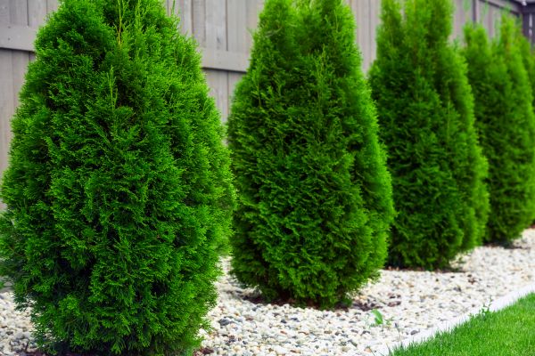Arborvitae Shaping in Yuba City