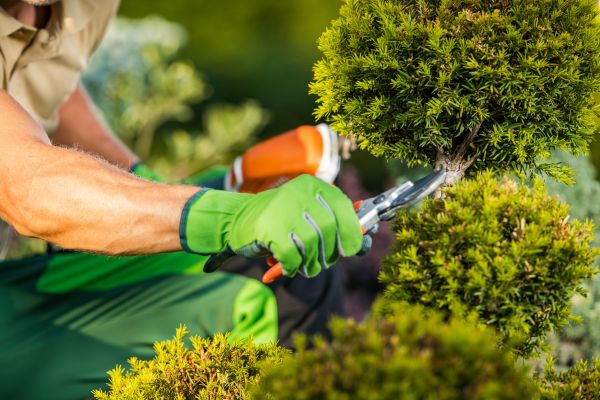Landscape Pruning Service in Yuba City