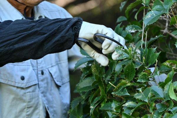 Holly Pruning in Yuba City
