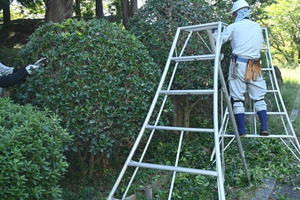 Holly Shaping in Yuba City