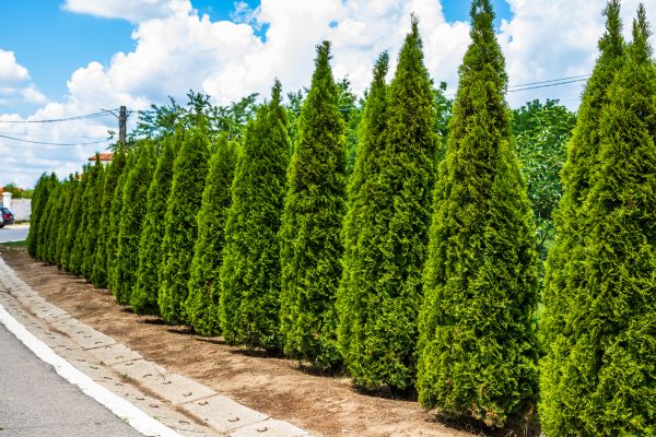 Arborvitae Shearing in Yuba City