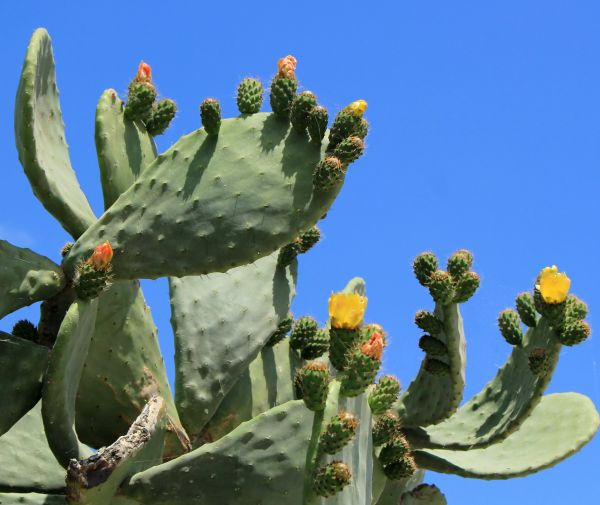 Cactus Removal in Yuba City