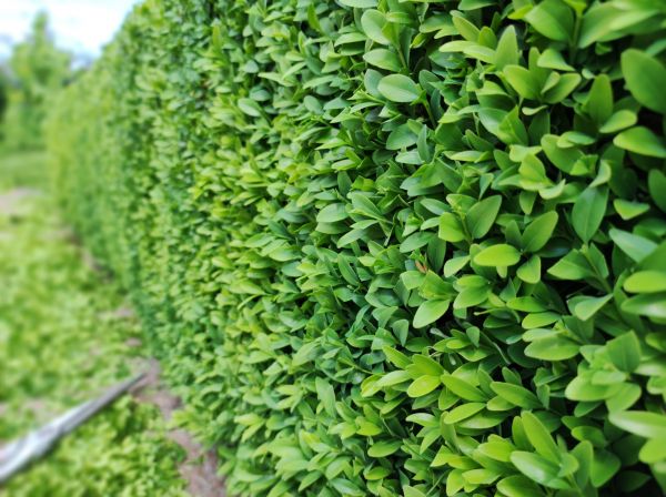 Boxwood Pruning in Yuba City