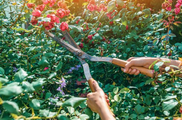Knockout Roses Pruning in Yuba City