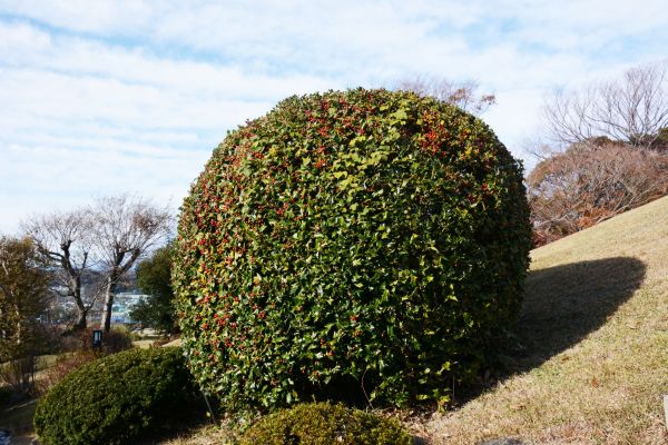 Holly Shrub Pruning in Yuba City