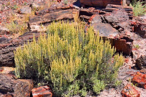Sagebrush Removal in Yuba City