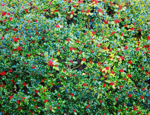Holly Bush Removal in Yuba City