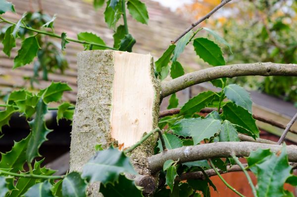 Holly Tree Removal in Yuba City