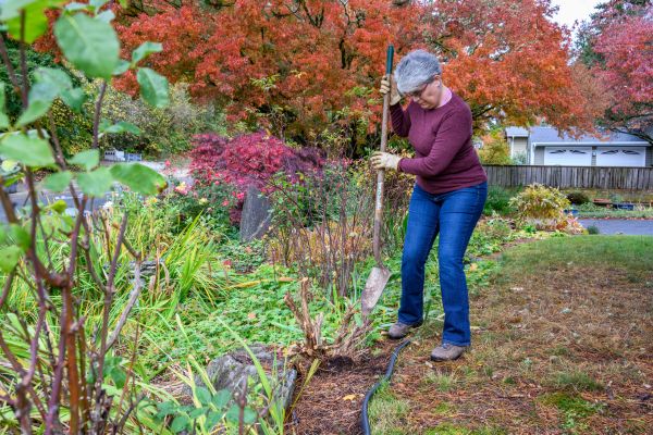 Dead Bush Removal in Yuba City
