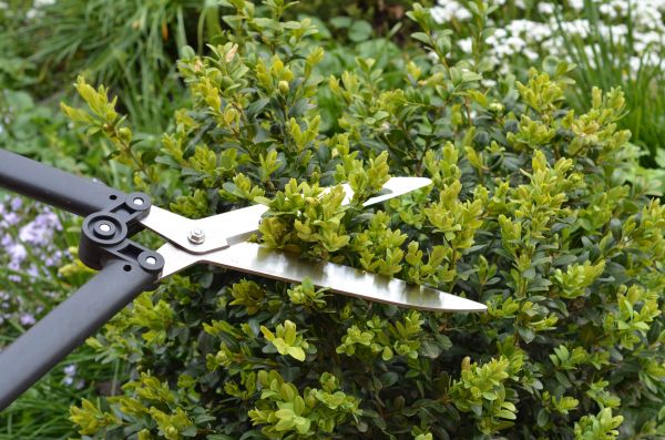 Boxwood Trimming in Yuba City