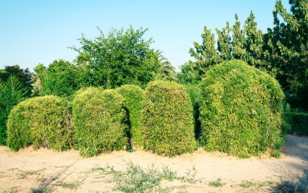 Bamboo Hedge Removal in Yuba City