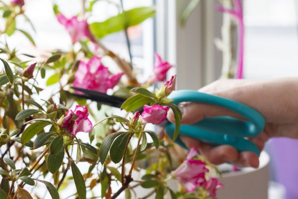 Azalea Pruning in Yuba City