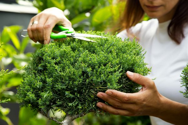 Juniper Shrub Pruning in Yuba City