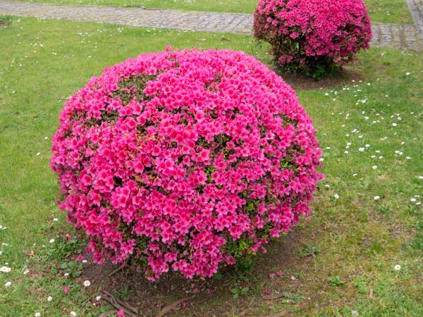 Rhododendron Pruning in Yuba City