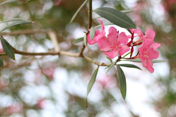 Oleander Removal in Yuba City