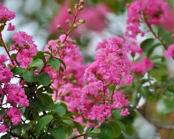Crepe Myrtle Removal in Yuba City