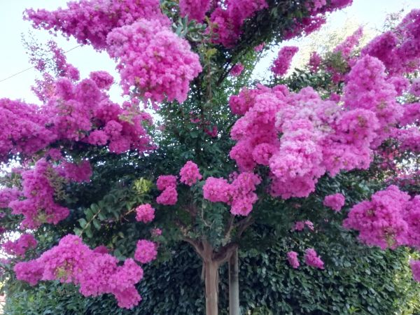 Crape Myrtle Pruning in Yuba City