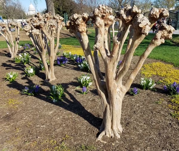 Myrtle Tree Removal in Yuba City