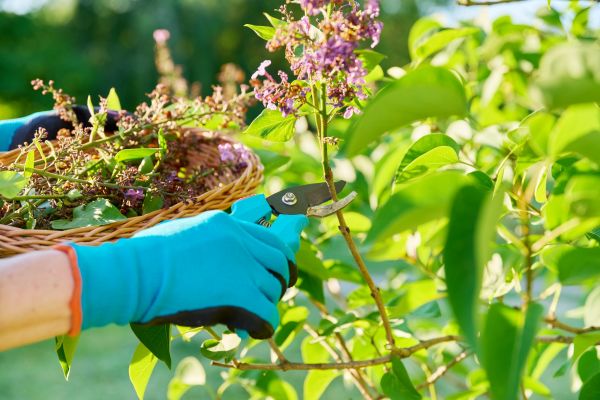 Lilac Trimming Service in Yuba City