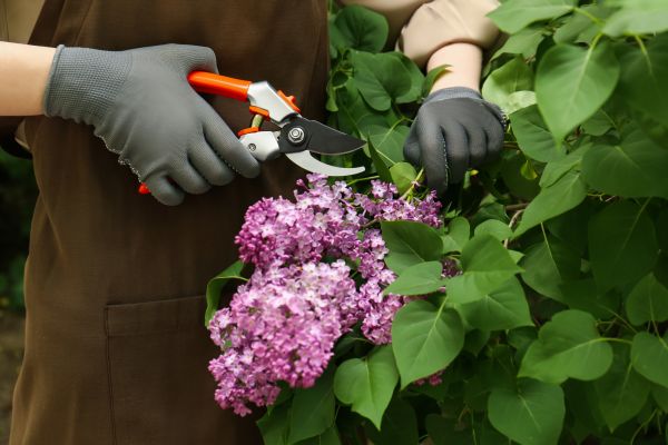 Lilac Pruning Service in Yuba City