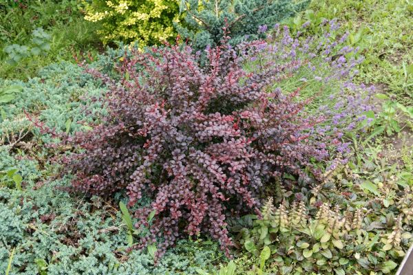 Japanese Barberry Removal in Yuba City