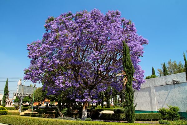 Jacaranda Pruning in Yuba City